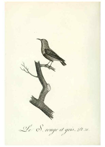 Reproducción/Reproduction 8220339609: Histoire naturelle et générale des grimpereaux et des oiseaux de paradis /. Paris :Desray ,an XI = 1802.