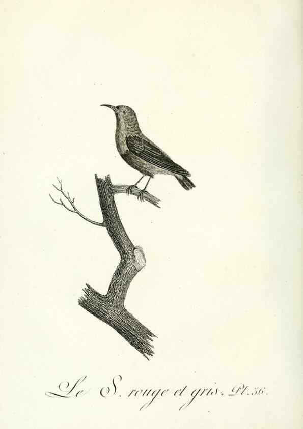 Reproducción/Reproduction 8220339609: Histoire naturelle et générale des grimpereaux et des oiseaux de paradis /. Paris :Desray ,an XI = 1802.