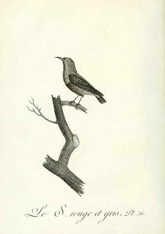 Reproducción/Reproduction 8220339609: Histoire naturelle et générale des grimpereaux et des oiseaux de paradis /. Paris :Desray ,an XI = 1802.