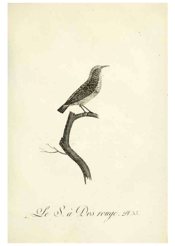Reproducción/Reproduction 8221418830: Histoire naturelle et générale des grimpereaux et des oiseaux de paradis /. Paris :Desray ,an XI = 1802.