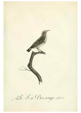 Reproducción/Reproduction 8221418830: Histoire naturelle et générale des grimpereaux et des oiseaux de paradis /. Paris :Desray ,an XI = 1802.