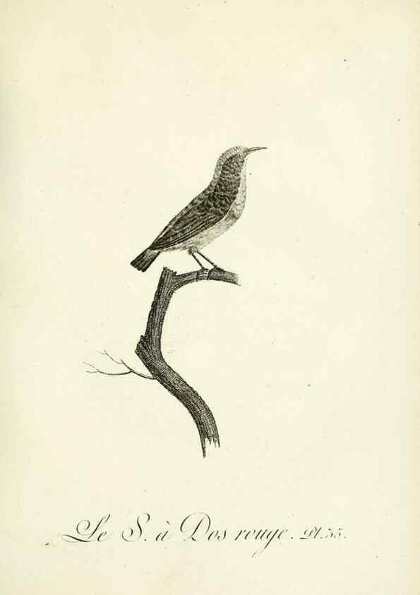 Reproducción/Reproduction 8221418830: Histoire naturelle et générale des grimpereaux et des oiseaux de paradis /. Paris :Desray ,an XI = 1802.