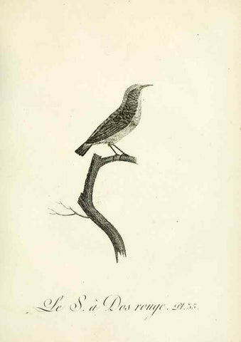 Reproducción/Reproduction 8221418830: Histoire naturelle et générale des grimpereaux et des oiseaux de paradis /. Paris :Desray ,an XI = 1802.
