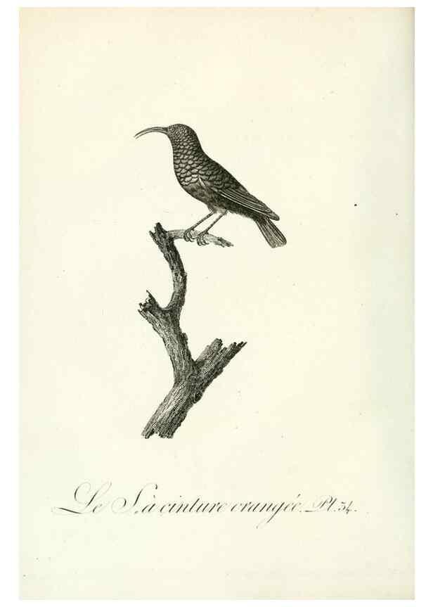 Reproducción/Reproduction 8221418454: Histoire naturelle et générale des grimpereaux et des oiseaux de paradis /. Paris :Desray ,an XI = 1802.