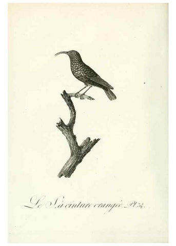 Reproducción/Reproduction 8221418454: Histoire naturelle et générale des grimpereaux et des oiseaux de paradis /. Paris :Desray ,an XI = 1802.