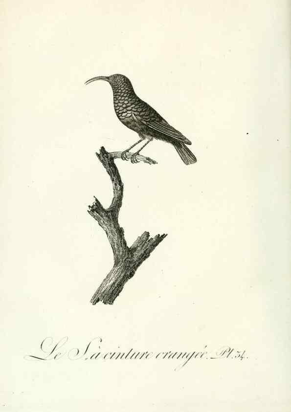 Reproducción/Reproduction 8221418454: Histoire naturelle et générale des grimpereaux et des oiseaux de paradis /. Paris :Desray ,an XI = 1802.
