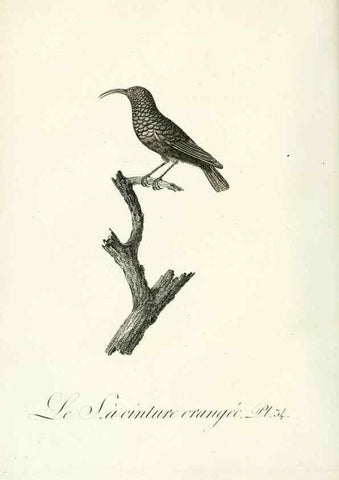Reproducción/Reproduction 8221418454: Histoire naturelle et générale des grimpereaux et des oiseaux de paradis /. Paris :Desray ,an XI = 1802.