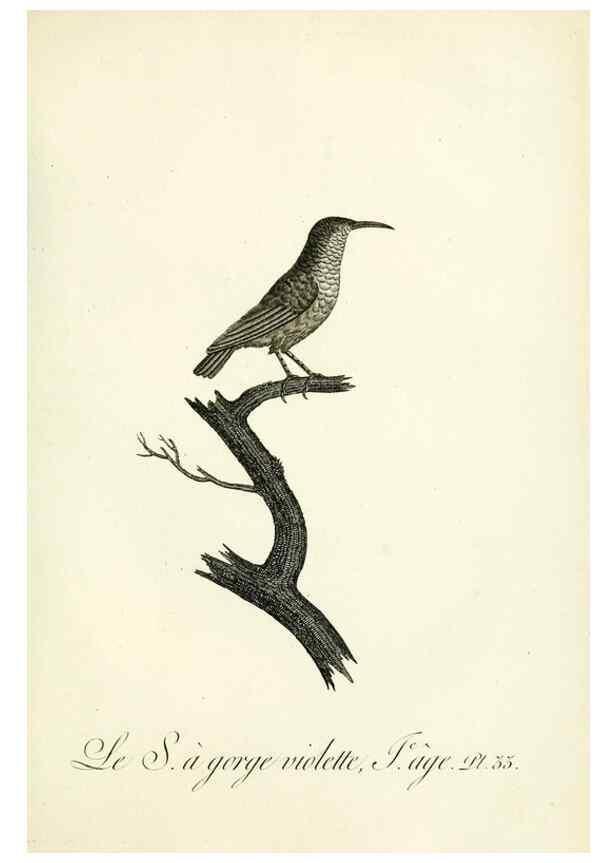 Reproducción/Reproduction 8220338495: Histoire naturelle et générale des grimpereaux et des oiseaux de paradis /. Paris :Desray ,an XI = 1802.