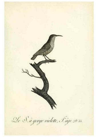 Reproducción/Reproduction 8220338495: Histoire naturelle et générale des grimpereaux et des oiseaux de paradis /. Paris :Desray ,an XI = 1802.