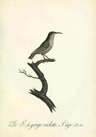 Reproducción/Reproduction 8220338495: Histoire naturelle et générale des grimpereaux et des oiseaux de paradis /. Paris :Desray ,an XI = 1802.