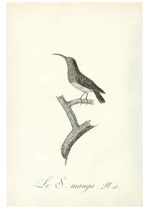 Reproducción/Reproduction 8221411222: Histoire naturelle et générale des grimpereaux et des oiseaux de paradis /. Paris :Desray ,an XI = 1802.