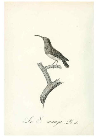 Reproducción/Reproduction 8221411222: Histoire naturelle et générale des grimpereaux et des oiseaux de paradis /. Paris :Desray ,an XI = 1802.