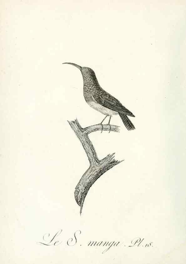 Reproducción/Reproduction 8221411222: Histoire naturelle et générale des grimpereaux et des oiseaux de paradis /. Paris :Desray ,an XI = 1802.