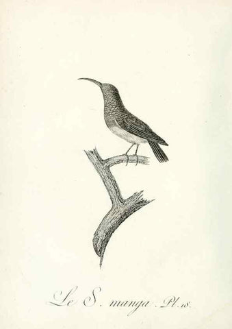 Reproducción/Reproduction 8221411222: Histoire naturelle et générale des grimpereaux et des oiseaux de paradis /. Paris :Desray ,an XI = 1802.