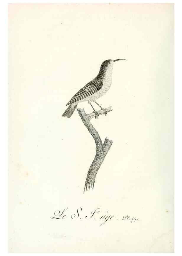 Reproducción/Reproduction 8220331691: Histoire naturelle et générale des grimpereaux et des oiseaux de paradis /. Paris :Desray ,an XI = 1802.