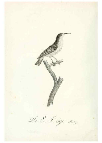 Reproducción/Reproduction 8220331691: Histoire naturelle et générale des grimpereaux et des oiseaux de paradis /. Paris :Desray ,an XI = 1802.