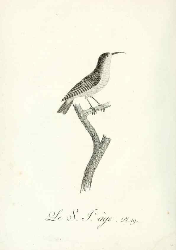 Reproducción/Reproduction 8220331691: Histoire naturelle et générale des grimpereaux et des oiseaux de paradis /. Paris :Desray ,an XI = 1802.