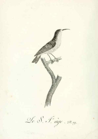 Reproducción/Reproduction 8220331691: Histoire naturelle et générale des grimpereaux et des oiseaux de paradis /. Paris :Desray ,an XI = 1802.