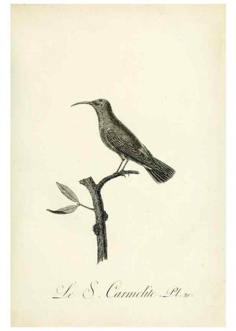 Reproducción/Reproduction 8220332411: Histoire naturelle et générale des grimpereaux et des oiseaux de paradis /. Paris :Desray ,an XI = 1802.