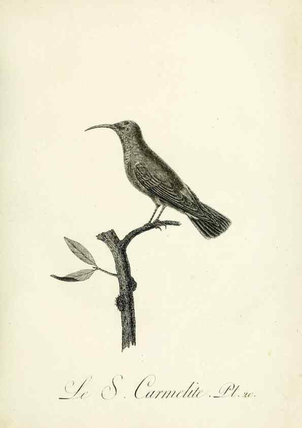Reproducción/Reproduction 8220332411: Histoire naturelle et générale des grimpereaux et des oiseaux de paradis /. Paris :Desray ,an XI = 1802.