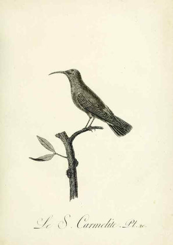 Reproducción/Reproduction 8220332411: Histoire naturelle et générale des grimpereaux et des oiseaux de paradis /. Paris :Desray ,an XI = 1802.