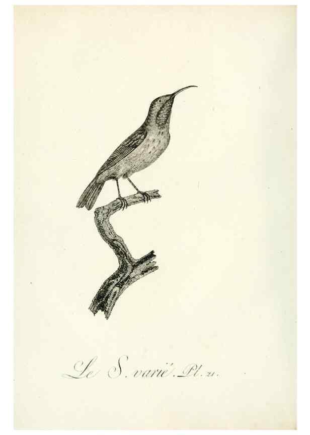 Reproducción/Reproduction 8220332785: Histoire naturelle et générale des grimpereaux et des oiseaux de paradis /. Paris :Desray ,an XI = 1802.