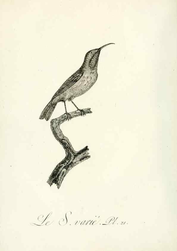 Reproducción/Reproduction 8220332785: Histoire naturelle et générale des grimpereaux et des oiseaux de paradis /. Paris :Desray ,an XI = 1802.