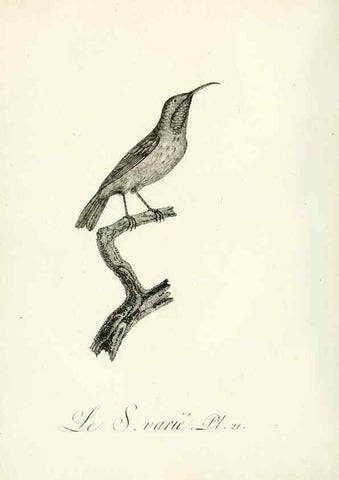 Reproducción/Reproduction 8220332785: Histoire naturelle et générale des grimpereaux et des oiseaux de paradis /. Paris :Desray ,an XI = 1802.
