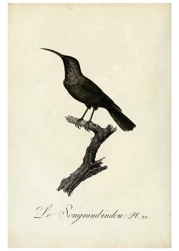 Reproducción/Reproduction 8221413176: Histoire naturelle et générale des grimpereaux et des oiseaux de paradis /. Paris :Desray ,an XI = 1802.