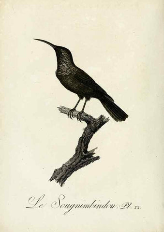 Reproducción/Reproduction 8221413176: Histoire naturelle et générale des grimpereaux et des oiseaux de paradis /. Paris :Desray ,an XI = 1802.