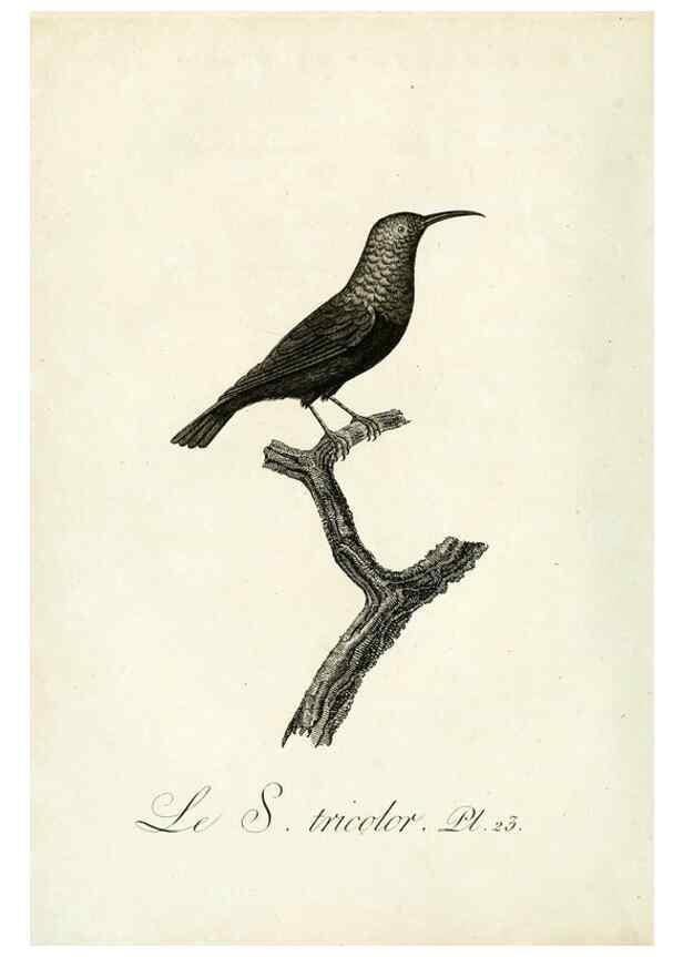 Reproducción/Reproduction 8220333759: Histoire naturelle et générale des grimpereaux et des oiseaux de paradis /. Paris :Desray ,an XI = 1802.