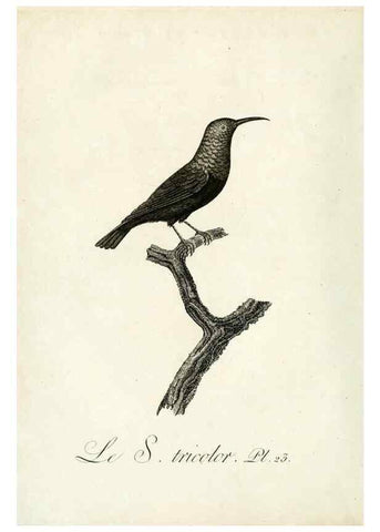 Reproducción/Reproduction 8220333759: Histoire naturelle et générale des grimpereaux et des oiseaux de paradis /. Paris :Desray ,an XI = 1802.