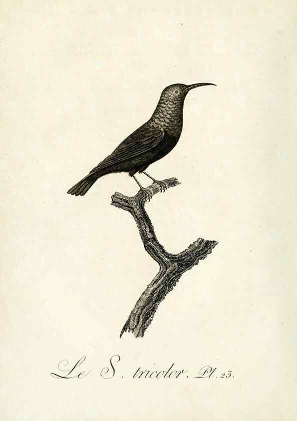 Reproducción/Reproduction 8220333759: Histoire naturelle et générale des grimpereaux et des oiseaux de paradis /. Paris :Desray ,an XI = 1802.