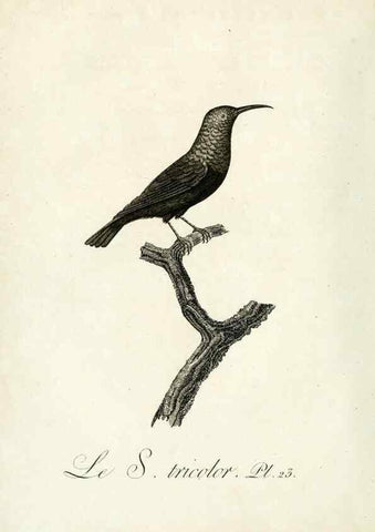 Reproducción/Reproduction 8220333759: Histoire naturelle et générale des grimpereaux et des oiseaux de paradis /. Paris :Desray ,an XI = 1802.