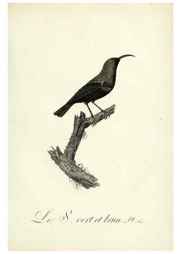 Reproducción/Reproduction 8220334443: Histoire naturelle et générale des grimpereaux et des oiseaux de paradis /. Paris :Desray ,an XI = 1802.