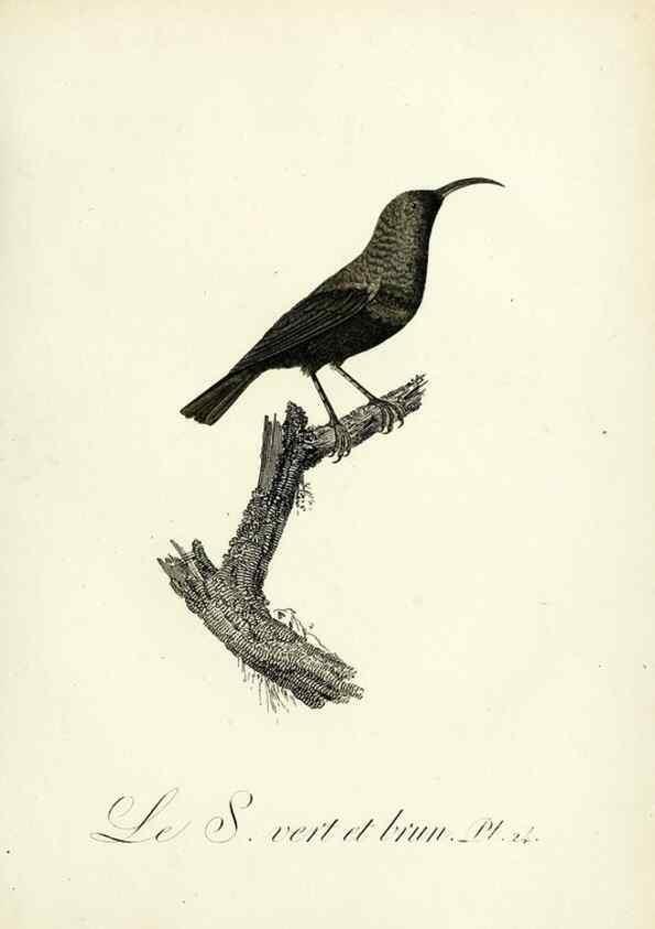 Reproducción/Reproduction 8220334443: Histoire naturelle et générale des grimpereaux et des oiseaux de paradis /. Paris :Desray ,an XI = 1802.