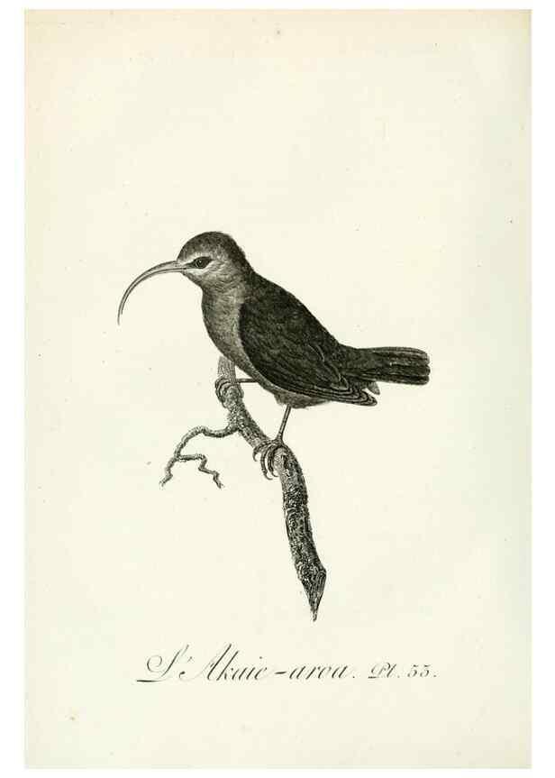 Reproducción/Reproduction 8221425336: Histoire naturelle et générale des grimpereaux et des oiseaux de paradis /. Paris :Desray ,an XI = 1802.