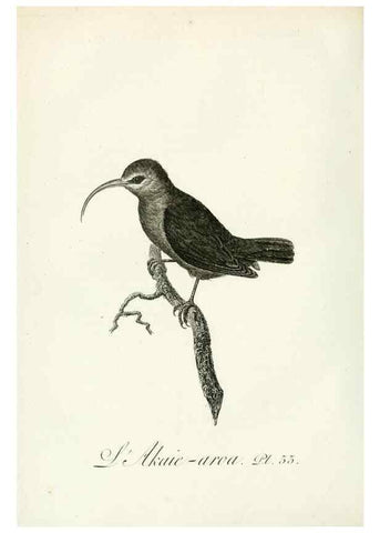 Reproducción/Reproduction 8221425336: Histoire naturelle et générale des grimpereaux et des oiseaux de paradis /. Paris :Desray ,an XI = 1802.