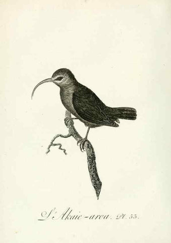 Reproducción/Reproduction 8221425336: Histoire naturelle et générale des grimpereaux et des oiseaux de paradis /. Paris :Desray ,an XI = 1802.