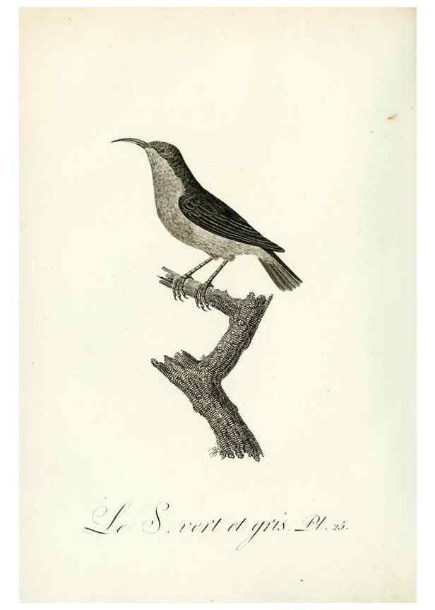 Reproducción/Reproduction 8220334863: Histoire naturelle et générale des grimpereaux et des oiseaux de paradis /. Paris :Desray ,an XI = 1802.