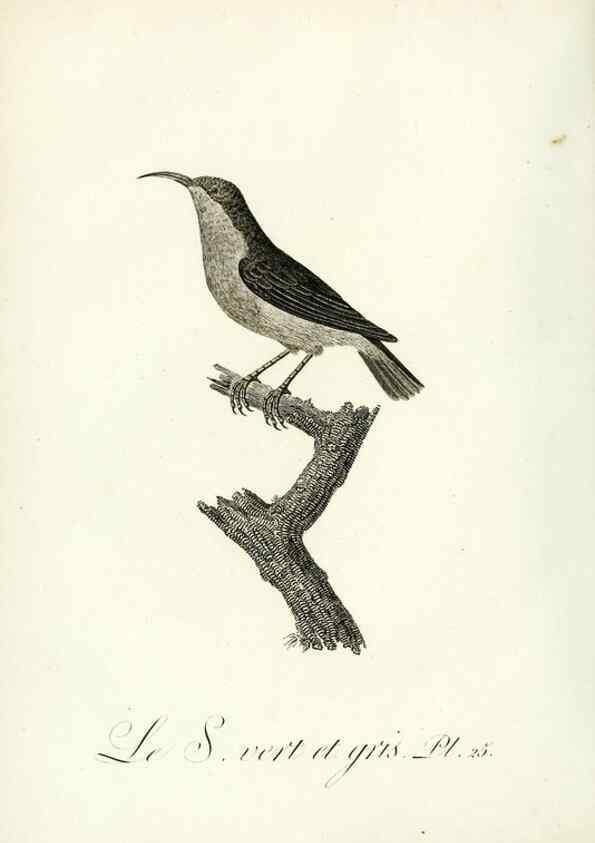 Reproducción/Reproduction 8220334863: Histoire naturelle et générale des grimpereaux et des oiseaux de paradis /. Paris :Desray ,an XI = 1802.