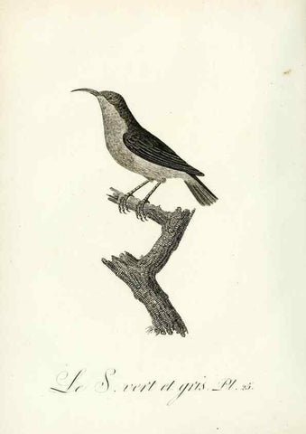 Reproducción/Reproduction 8220334863: Histoire naturelle et générale des grimpereaux et des oiseaux de paradis /. Paris :Desray ,an XI = 1802.