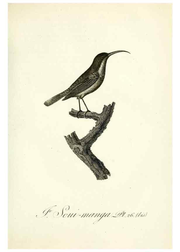 Reproducción/Reproduction 8221415372: Histoire naturelle et générale des grimpereaux et des oiseaux de paradis /. Paris :Desray ,an XI = 1802.