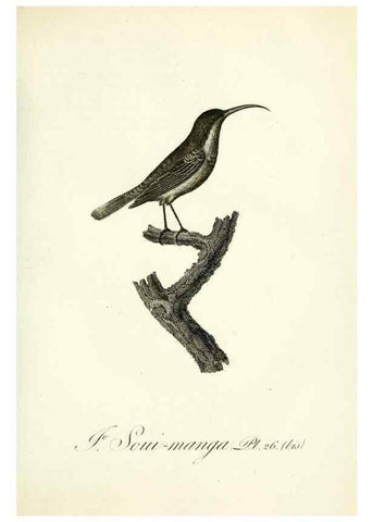 Reproducción/Reproduction 8221415372: Histoire naturelle et générale des grimpereaux et des oiseaux de paradis /. Paris :Desray ,an XI = 1802.