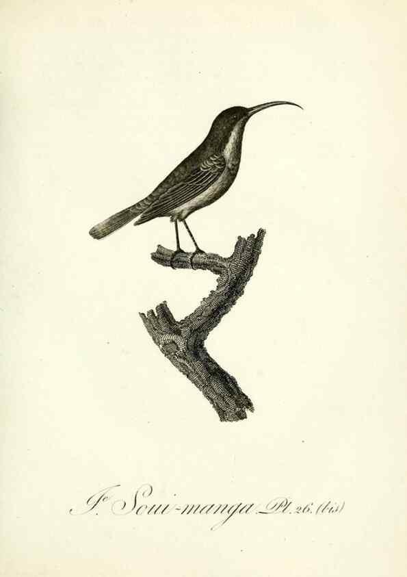 Reproducción/Reproduction 8221415372: Histoire naturelle et générale des grimpereaux et des oiseaux de paradis /. Paris :Desray ,an XI = 1802.