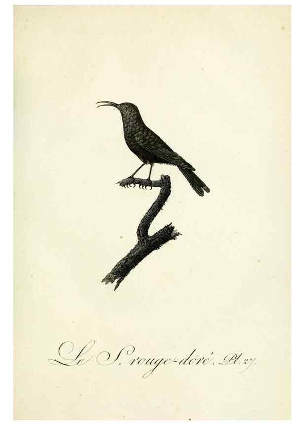Reproducción/Reproduction 8221415684: Histoire naturelle et générale des grimpereaux et des oiseaux de paradis /. Paris :Desray ,an XI = 1802.