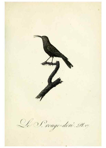 Reproducción/Reproduction 8221415684: Histoire naturelle et générale des grimpereaux et des oiseaux de paradis /. Paris :Desray ,an XI = 1802.