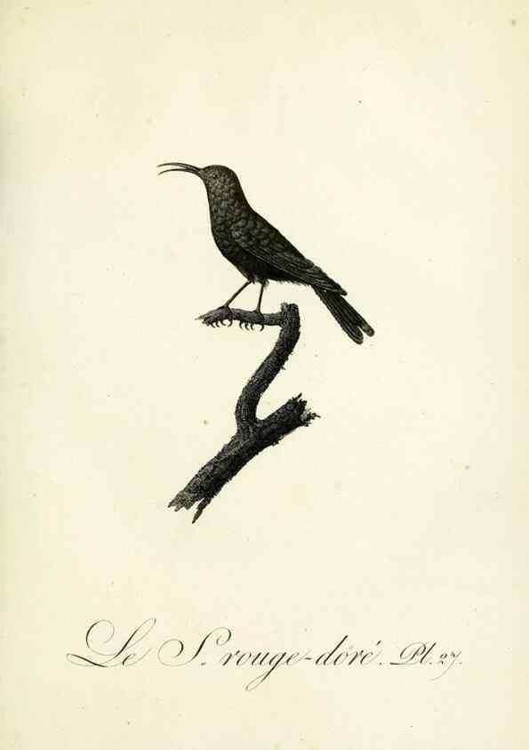 Reproducción/Reproduction 8221415684: Histoire naturelle et générale des grimpereaux et des oiseaux de paradis /. Paris :Desray ,an XI = 1802.