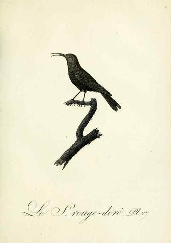 Reproducción/Reproduction 8221415684: Histoire naturelle et générale des grimpereaux et des oiseaux de paradis /. Paris :Desray ,an XI = 1802.