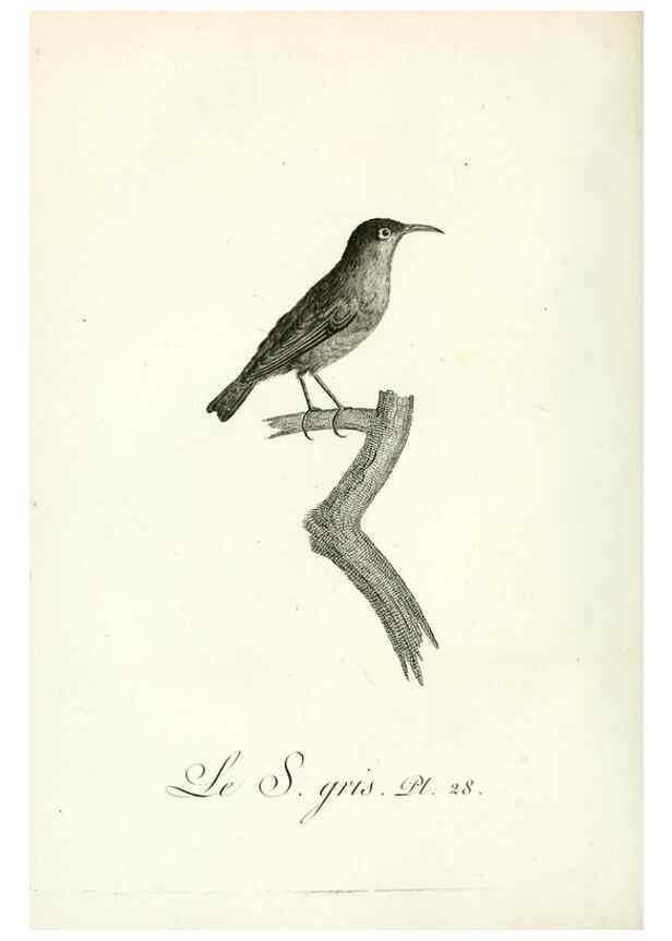 Reproducción/Reproduction 8220336315: Histoire naturelle et générale des grimpereaux et des oiseaux de paradis /. Paris :Desray ,an XI = 1802.